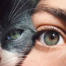 подтяжка век нитями кошачий глаз